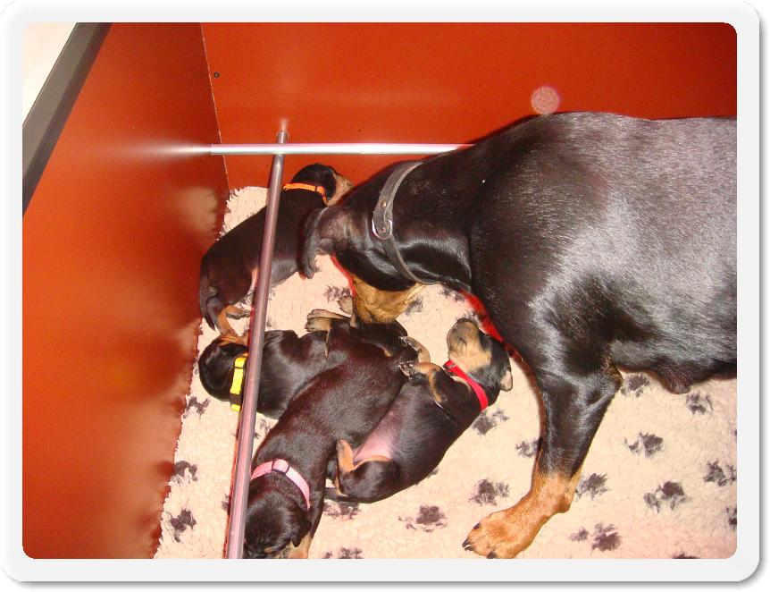 puppiesweek2 007